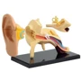 Модель анатомия уха Edu-Toys сборная, 7,7 см (SK012): Вид наука и техника