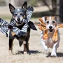 Іграшка для собак Jolly Pets FLATHEADS пищалка хрумка маленька ігуана (FHI5) фото 2
