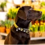 Нашийник для собак Max & Molly Urban Pets Smart ID Collar - Monkey Maniac/XS 22-35 см (4894512050570): Тип Обычные
