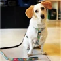 Поводок короткий для собак Max & Molly Short Leash - Donuts XS (4894512016231): Длина 1.2 м