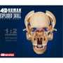 Объемная анатомическая модель 4D Master Череп человека (FM-626111) фото 12