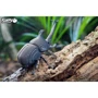 Сборная 3D модель Eugy Зоопарк: Жук-носорог (XEG-113)