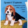 Мария Жученко: Знакомься, я щенок: Производитель Фактор
