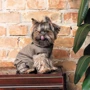 Костюм для собак Pet Fashion PF STYLE XS2 (4823082427963): Розмір тваринного Маленькие