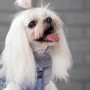 Жилет для собак Pet Fashion FASHION XS2 сірий: Довжина спини 26-28 см