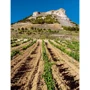 Neil Beckett: 1001, Wines You Must Try Before You Die: ISBN 9781788400855