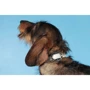 Ошейник TOO! Jazzy Jewel для собак белый 1.6x35 см: Производитель Coastal