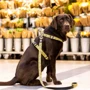 Шлейка для собак Max & Molly Urban Pets H-Harness - Monkey Maniac/L 2 см 70-98 см жовта (4894512050419) фото 5