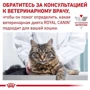 Влажный корм Royal Canin Diabetic Feline для котов с диабетом 85 г (40850011): Порода Все породы