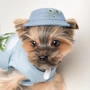 Панама Pet Fashion Blue S (4823082434237): Тип Панамы