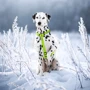Шлея для собак WAUDOG водостойкая анатомическая Н-образная Waterproof c QR-паспортом, пластиковая пряжка-фастекс М, Ш 20 мм, А 40-66 см, В 50-80 см (32815) фото 6