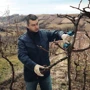 Секатор Bosch Pro Pruner Professional без АКБ и ЗУ (06019K1020): Длина, см 31.1