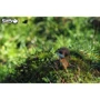 Сборная 3D модель Eugy Зоопарк: Сурикаты (XEG-046)