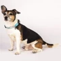 Нашийник Max & Molly Urban Pets Smart ID Collar - Unicorn/M з принтом Єдиноріг (4894512023079): Тип Обычные