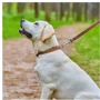 Нашийник WAUDOG Soft з металевими прикрасами та QR паспортом 25 мм 38-49 см коричневий (7207): Виробник WAUDOG