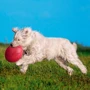 Летающая тарелка Trixie резиновая 24.5 см (4011905335032) фото 3