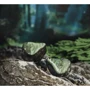 Наушники Shanling ME800 Green: Тип конструкции вакуумные