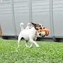 Игрушка для собак Croci Warriors Tiger плюшевый тигр с пищалкой 18х12х12 см (C6098012) фото 2