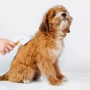 Пуходерка-сликер Petkit Pet Grooming Brush2 (PETKIT-PGB2) фото 7