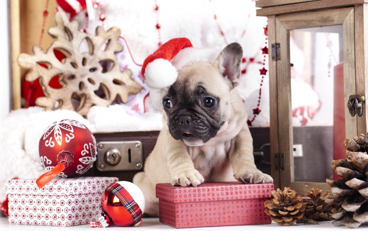 что подарить на новый год